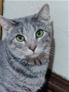 adoptable Cat in valley, AL named Beatrice
