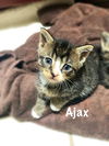 Ajax (Siblings)