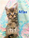 Atlas (Bonded Brothers)