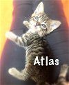 Atlas (Bonded Brothers)