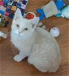 adoptable Cat in hanover, pa, PA named Teagan