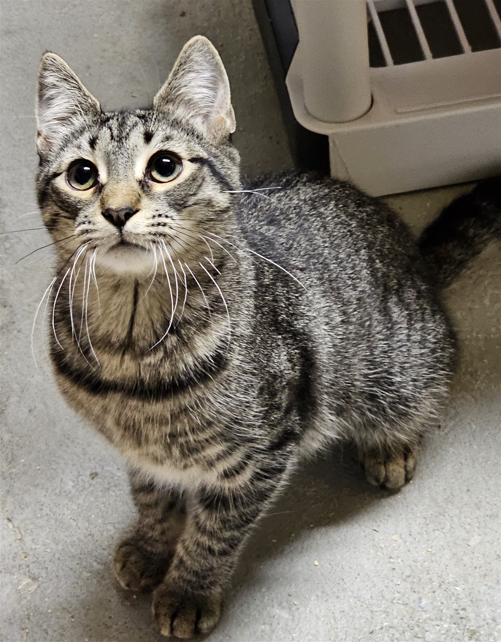 adoptable Cat in Seven Valleys, PA named Ivy