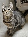 adoptable Cat in , PA named Ivy