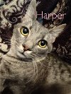 adoptable Cat in , PA named Harper