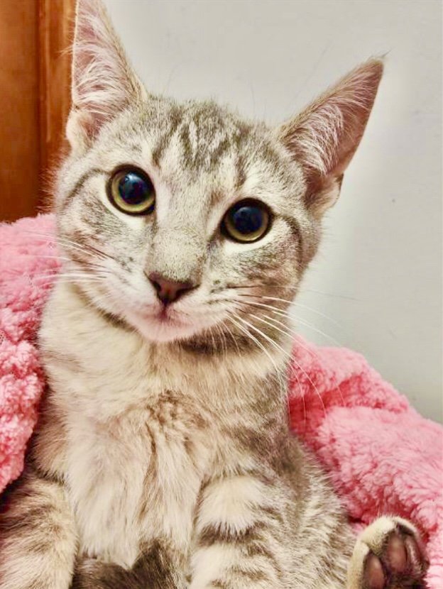 adoptable Cat in Hanover, PA named Zelda (Sibling)