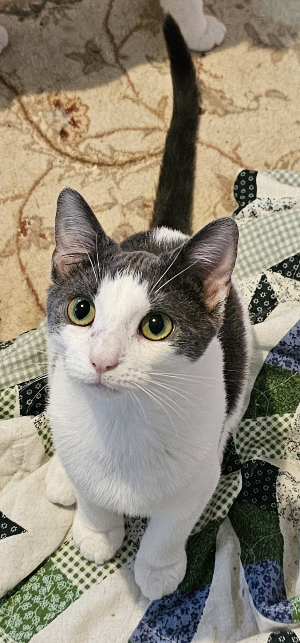 adoptable Cat in Seven Valleys, PA named Winnie