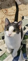 adoptable Cat in seven valleys, PA named Winnie