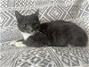 adoptable Cat in seven valleys, PA named Tigger
