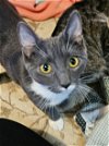 adoptable Cat in seven valleys, PA named Tigger