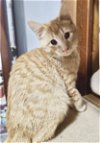 adoptable Cat in hanover, PA named Link (Sibling)