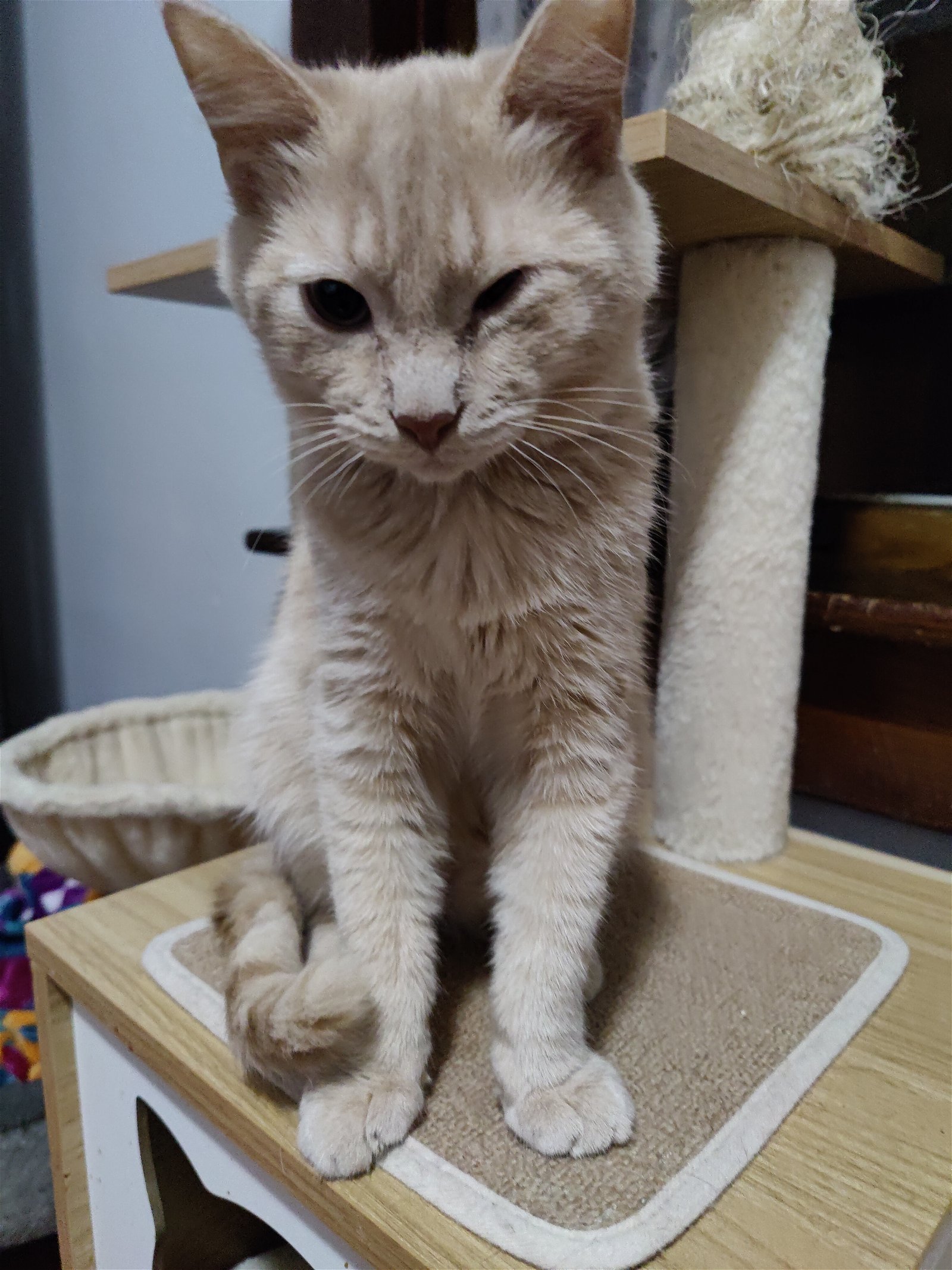 adoptable Cat in Hanover, PA named Gremlin