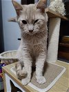 adoptable Cat in hanover, PA named Gremlin
