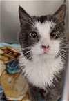 adoptable Cat in hanover, PA named Azure