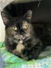 adoptable Cat in york, PA named Tasha