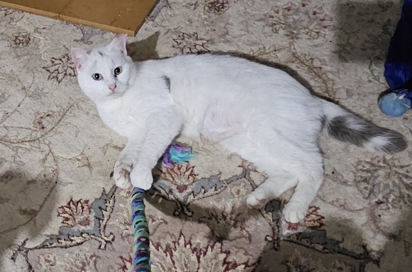 adoptable Cat in York, PA named Vanilla Ice
