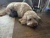 Jojo - Sibling Brady