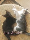 Lala - Bonded Siblings