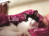 adoptable Cat in york, PA named Lala - Bonded Siblings