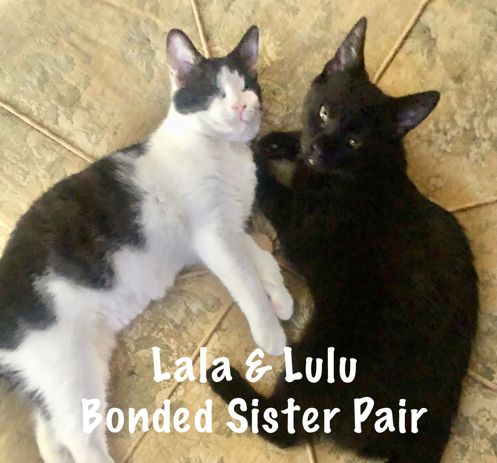 adoptable Cat in York, PA named Lulu - Sibling Lala