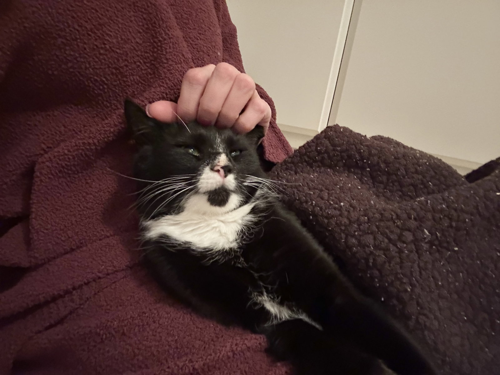 Sox