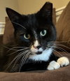 Sox - Photo 2