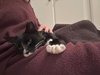 Sox - Photo 4
