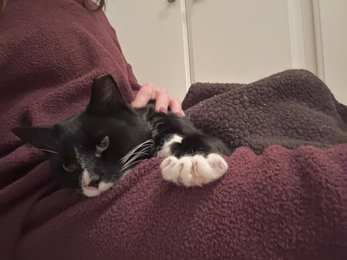 SOX - Tuxedo / Domestic Short Hair available for adoption