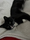 Sox - Photo 5