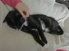 Sox - Photo 3