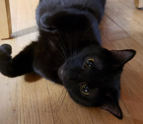 Rosie