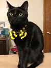 Onyx