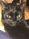 Onyx