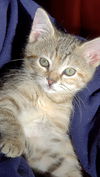 Cammi