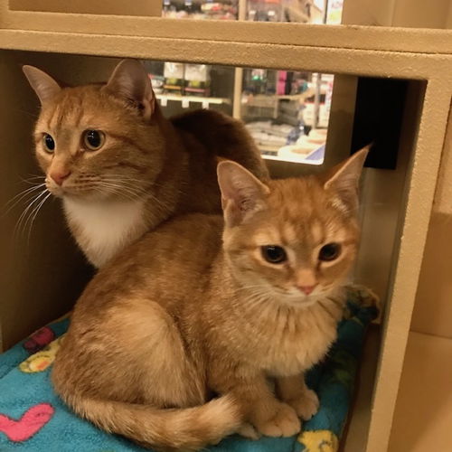 Sherbet and Dreamsicle
