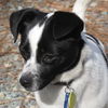 Scamper
