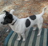 Scamper