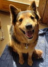 Brody