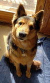 Brody
