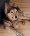 Brody