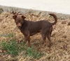 Rudyard