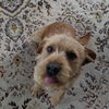 Wilson