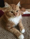 Simon