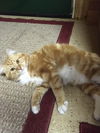 Simon