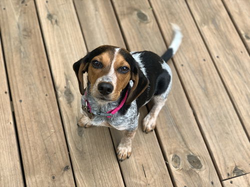 Penny