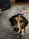 Penny