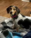 Penny