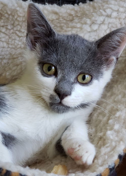 Oliver