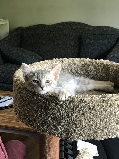 Phoebe