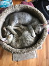 Phoebe