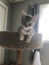 Phoebe